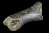 Struthiomimus Toe Bone - Montana #94761-1
